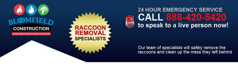 Racoon Header