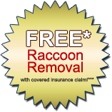 FREE* Raccoon Removal - with covered insurance claim